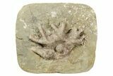 Fossil Crinoid (Agaricocrinus) - Crawfordsville, Indiana #262484-1